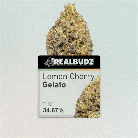 [Exotic] Lemon Cherry Gelato | 34.67% - Realbudz