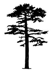 Scots Pine - Silhouette | Flickr - Photo Sharing!