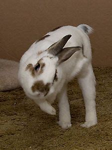 Binky bunny! Haha I love when they binky, it's adorable | Binky bunny, Cute little animals ...