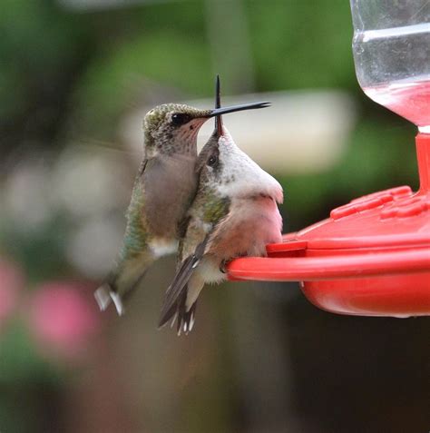 View Baby Hummingbird Images | angelinajoliecoolsagt