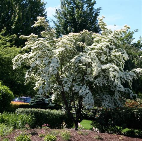 Cornus kousa 'Milky Way' from NVK Nurseries