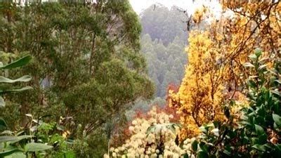 Cycads - Gardening Australia