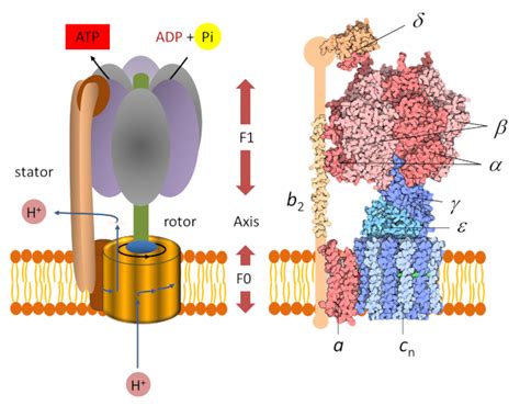 ATP synthesis – Encyclopedia of the Environment