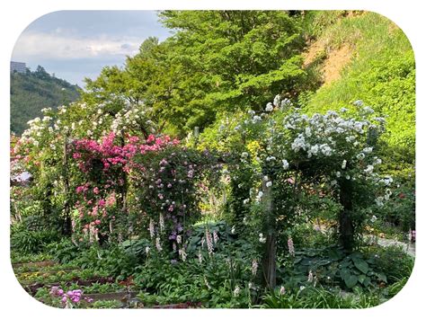 The Amazing Akao Herb And Rose Garden In Atami, Japan And Are We Nearly ...