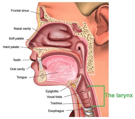 Parts Of The Human Throat Diagram