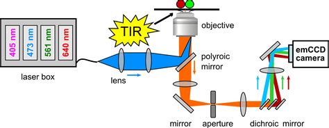 Total internal reflection fluorescence microscopy (TIRF) - WUR