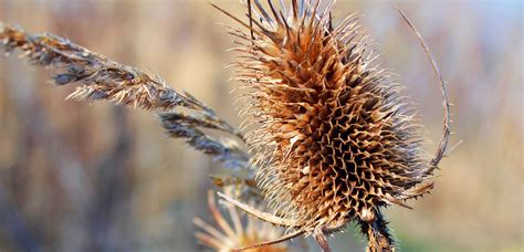 Free photo: Thorny Plant - Nature, Plant, Thorn - Free Download - Jooinn