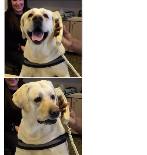 2 panel Doggo Phone call meme : r/InsiderMemeTrading