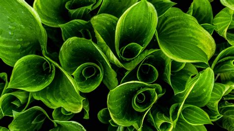 Free stock photo of green, hosta, leaves