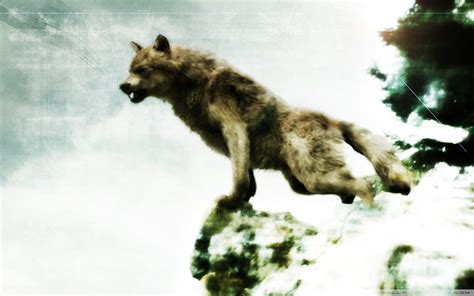 Twilight Jacob Wolf Wallpapers - Wallpaper Cave