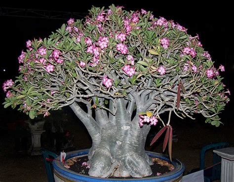 Adenium obesum var. Arabicum | The Cactus King