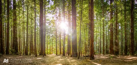 Redwoods Forest - Adrian Hodge Photography