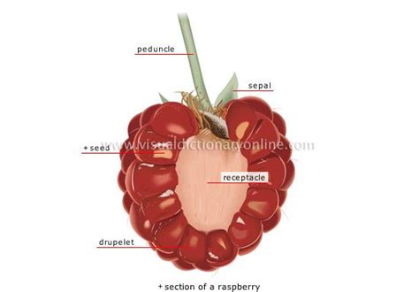 #Raspberry, and #blackberry are #aggregate-fruits; a fruit derived from multiple ovaries. The ...