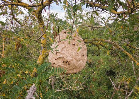 Navigating the Challenge of Yellow-legged hornet Nest Removal - Veto Pharma Blog