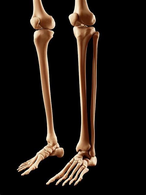 Human Leg Bones