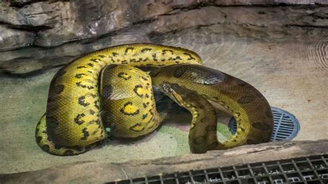 Milwaukee County Zoo's new 15-foot anaconda is its longest snake ever