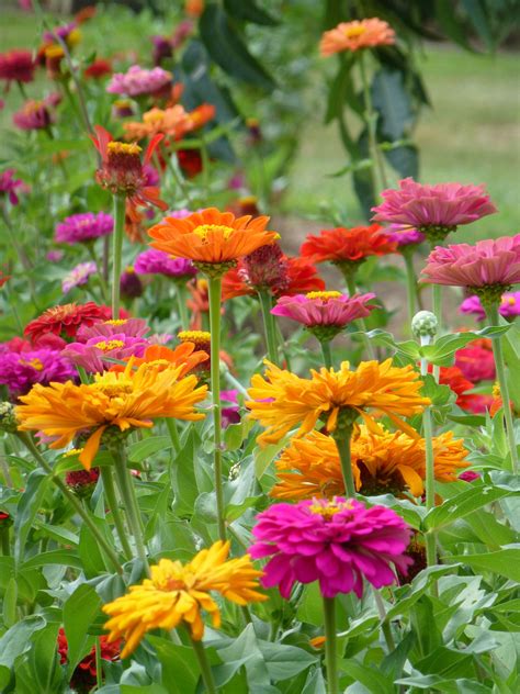 My fun 14' zinnias | Zinnias, Annual plants, Flower garden