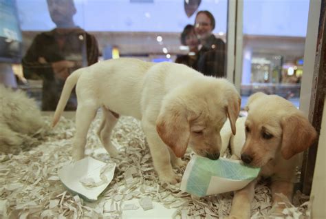 puppies, pet shop - CityNews Toronto