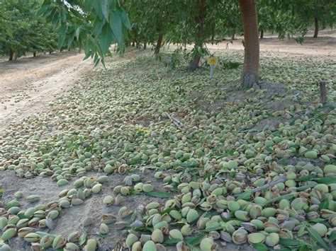 Early Harvest Season for Almonds - California Agriculture News Today