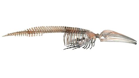 Antarctic Blue Whale Skeleton | Western Australian Museum