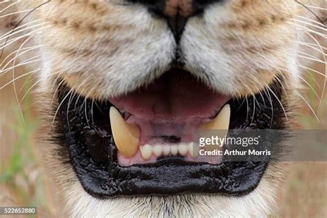 Lion Tooth Photos and Premium High Res Pictures - Getty Images