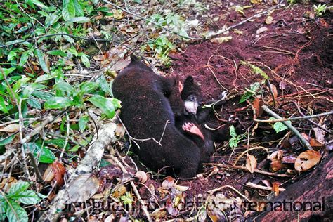 Sun Bear Cubs Forest Excursion – Orangutan Foundation International