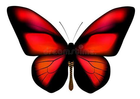 Butterfly with red wings stock vector. Illustration of yellow - 42255957