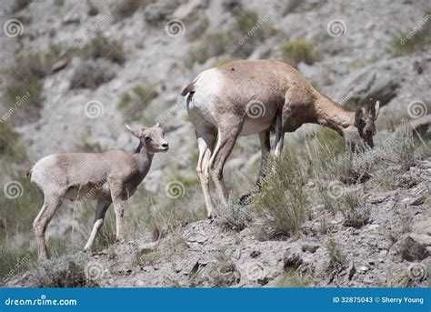 Baby Bighorn Sheep Stock Photos - Image: 32875043