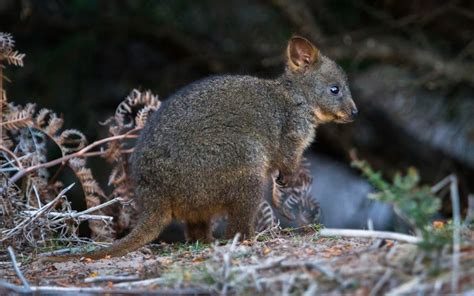 Koalas & Wombats | Australian Wildlife Journeys