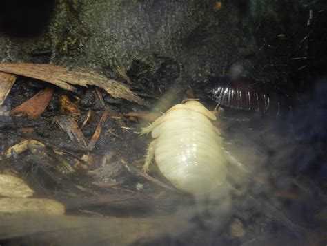 Giant Burrowing Cockroach - ZooChat