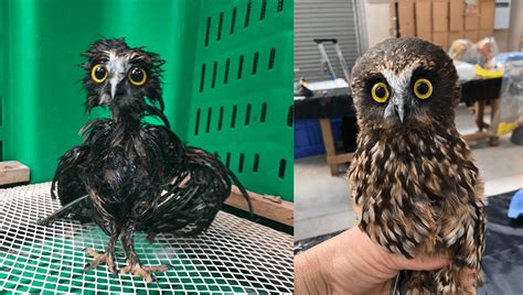 This Morepork Owl's Bath Transformation Is A Meme Waiting To Happen ...