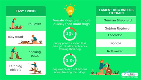 25 Hardest Tricks & Commands to Train Dogs (From Easiest to Hardest)