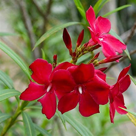 Buy Rare Beautifull" ARALI" Nerium Oleander Flower - 1 y Live Online at ...