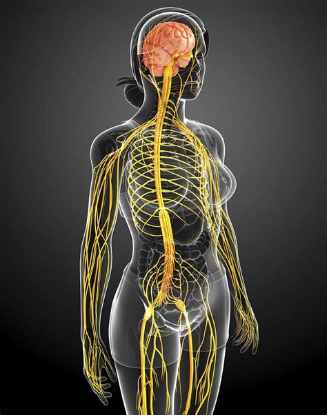 The Coccyx - More Than Just a Primordial Tail