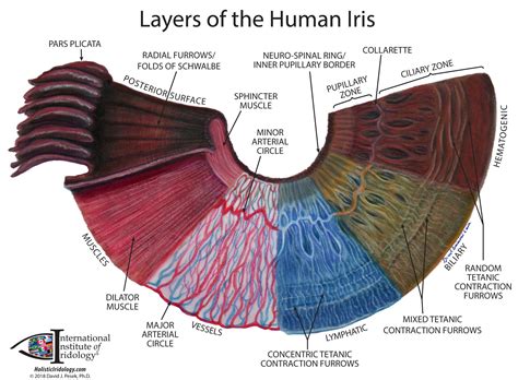 Charts « Dr. Pesek's Holistic Iridology