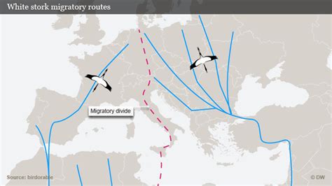 Migration routes of the White Stork (Ciconia Ciconia). Green: Breeding ...