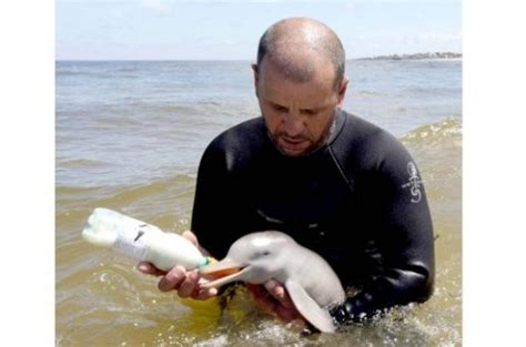 MUST SEE PHOTOS!: 7-Day-Old Baby Dolphin Rescued In Uruguay (GALLERY ...