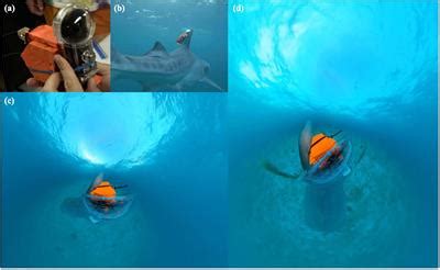 Frontiers | First Application of 360-Degree Camera Technology to Marine Predator Bio-Logging