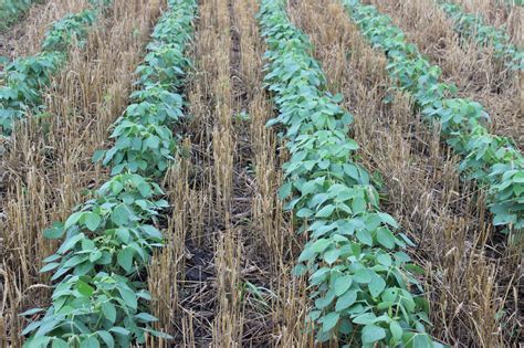 Can Small Grain, Soybean Relay Intercropping Be Successful in Iowa? | News