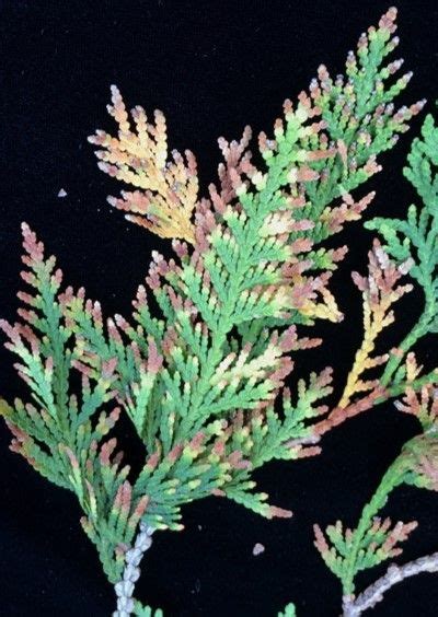 Arborvitae Needle Blight