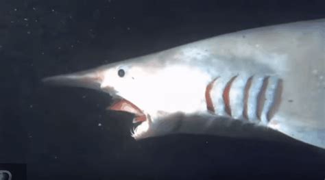 12 Incredible Goblin Shark Facts - Fact Animal