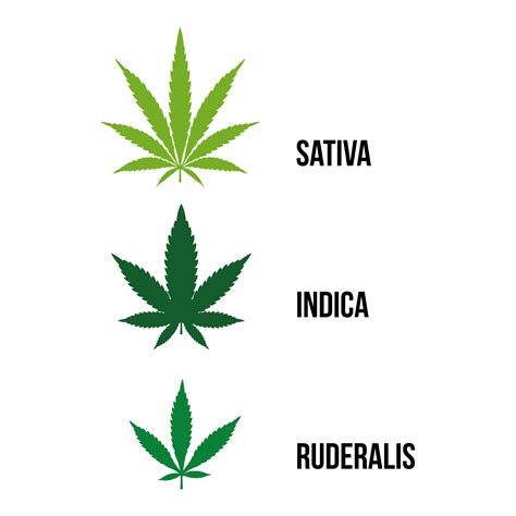 How Many Strains Of Cannabis Are There — So how many different cannabis strains are there?