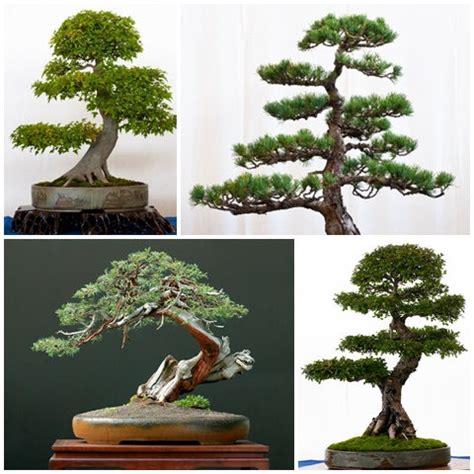 RP Seeds: Bonsai Seeds. Great range of shrub & tree seeds for Bonsai.