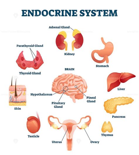 Endocrine system vector illustration | Endocrine system, Endocrine ...