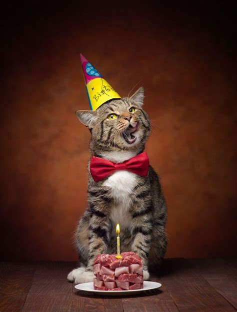 Happy Birthday Cat Images [2020] - Hammpy Birthday Time #birthday #birthdaycard #birthdaygree ...