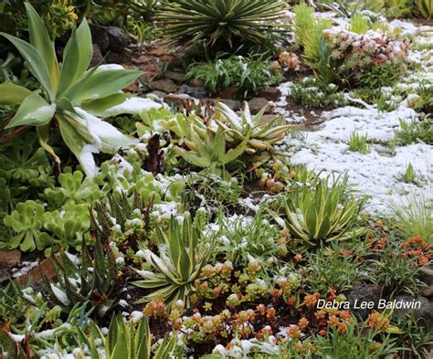 Cold Weather Care for Outdoor Succulents by Region