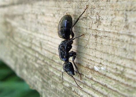 Carpenter Ant Queen? - Camponotus pennsylvanicus - BugGuide.Net