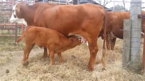 Bull Calf Drinking Milk from Mother - YouTube