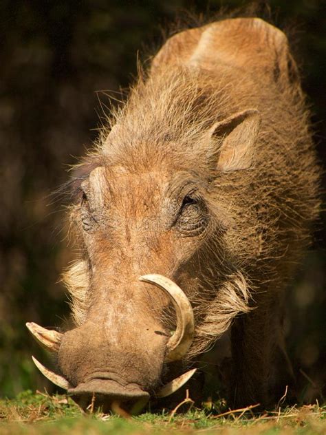 Common Warthog, Brown Wild Pig With Tusk. Close-up Detail Of Animal In ...