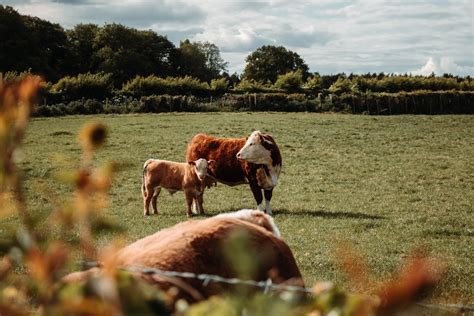 What is Pastoral Farming? Explained! - Yellowflesh.com